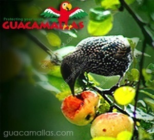 bird eating a fruit for lack of GUACAMALLAS netting