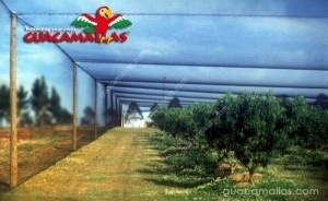 GUACAMALLAS bird control netting over fruit trees