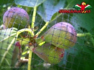 GUACAMALLAS protecting figs from bird and bat damage
