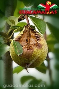 pera danada por un pajaro deberia de haber usado GUACAMALLAS la malla anti pajaros