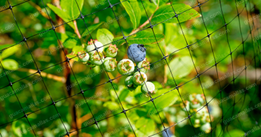 importante tener una malla anti-pajaros